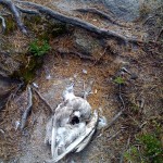 Dead Gull on Trail