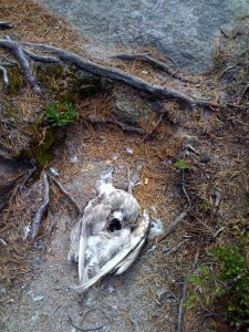 Dead Gull on Trail